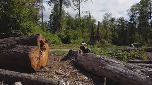 Best Tree Health Inspection  in Bend, OR