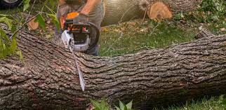 Best Root Management and Removal  in Bend, OR