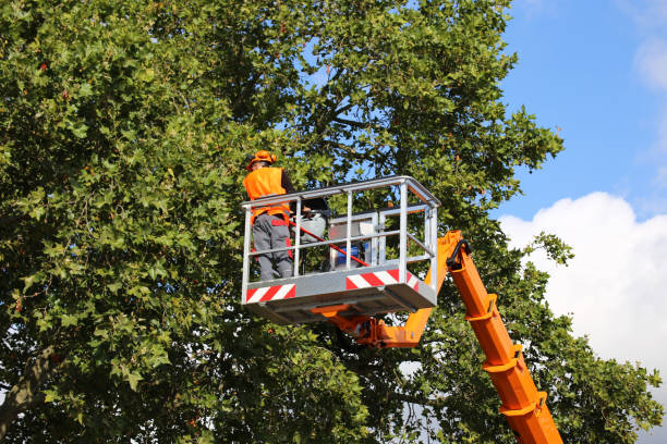 Best Tree Risk Assessment  in Bend, OR