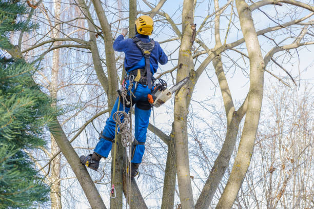 Best Tree Preservation Services  in Bend, OR