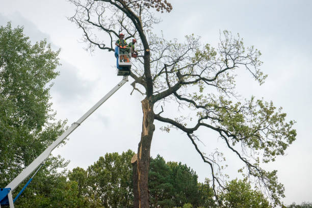 Best Tree Disease Treatment  in Bend, OR