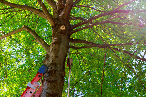 How Our Tree Care Process Works  in  Bend, OR